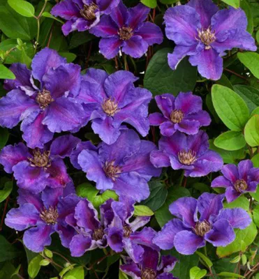 Produktbild von Clematis ´ASHVA´ 40-50 cm, Cont. 1,6 l, Pflanze mit Rankhilfen