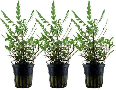 Produktbild von Aquarium Pflanze 3 St. Hygrophila pinnatifida Wasserpflanze AquaOne Nr.351A Set