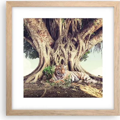 Produktbild von Gerahmtes Poster - Rahmen in heller Eiche - Tiger Wild Baum - 30x30 cm - Wand Bild - Wanddeko - Wandbilder - Kunstposter - Wandposter - Bilderrahmen - Bilder - Kunstdruck - P2NAC30x30-5124