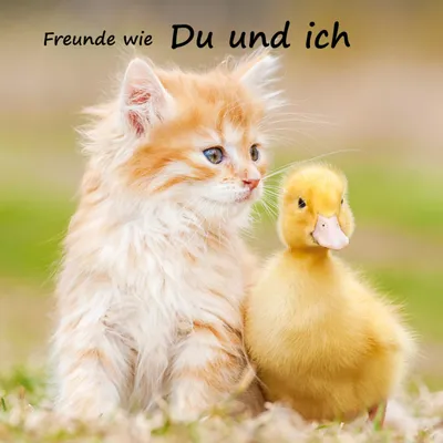 Produktbild von Freunde wie du und ich - das beste Freundebuch weit und breit