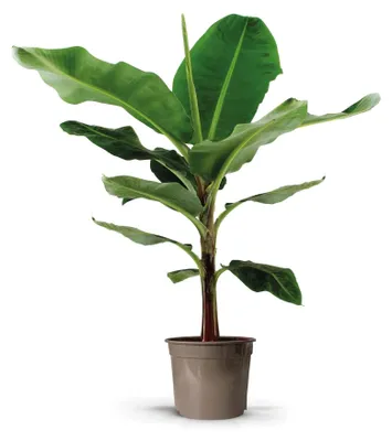 Productafbeelding van Bananenplant Musa 140 cm Hoog met Ø 27 cm Pot