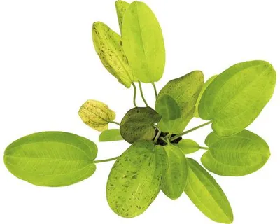 Obrázek produktu pro Šípatkovec Echinodorus č. 9