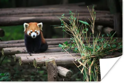 Produktbild von MuchoWow® Poster Roter Panda - Bambus - Baumstämme 180x120 cm - Fotoplakat