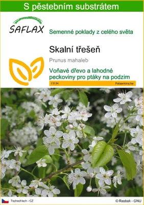 Obrázek produktu pro SAFLAX - skalní třešeň - Prunus mahaleb - 30 Semena - S pěstebním substrátem bez klíčků