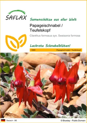 Produktbild von SAFLAX - Papageischnabel / Teufelskopf - 20 Samen - Clianthus formosus