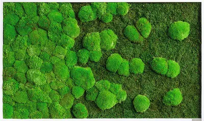Produktbild von Moosbild Wald & Kugelmoos 100x60 cm