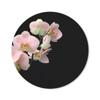Produktbild von MuchoWow® Mauspad Mousepad Orchidee - Blumen - Rosa - Stilleben - Flora 50x50 cm - Mousepads - Maus Mat - Pad - Mausunterlage - Vinyl