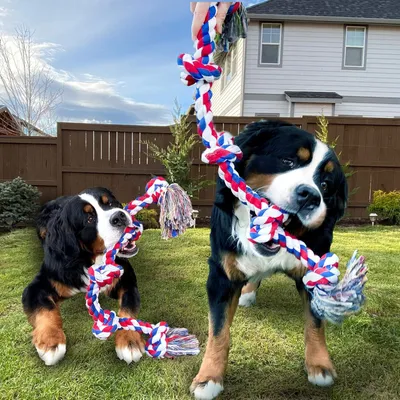 Image de 100CM Touwspielzeug pour mordiller agressif - Jouet pour chien durable XXL (5 noeuds) - Jouets pour chiens