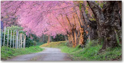 Produktbild von Tulup® Leinwandbild - 140x70 cm - Wandkunst - Drucke auf Leinwand - Leinwanddruck  - Landschaften - Rosa - Kirschblüten