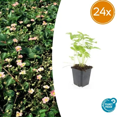 Zdjęcie produktu dla Fragaria vesca | 24 sztuki - 10-25cm - Ø9cm - Roślina ogrodowa