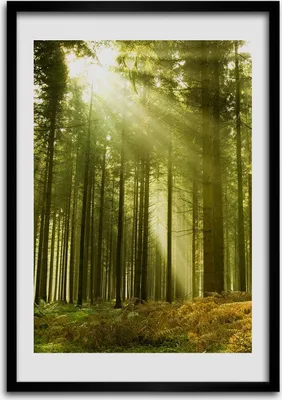Produktbild von Bild - Bilderrahmen - Foto - 70 cm x 100 cm - MDF - Rahmen - Wandkunst - Sonne im Wald