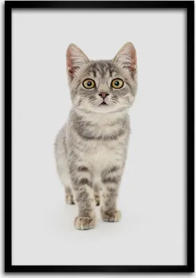 Produktbild von Bild - Bilderrahmen - Foto - 70 cm x 100 cm - MDF - Rahmen - Wandkunst - Graue Katze