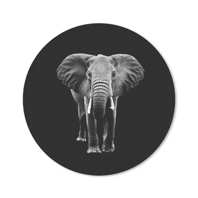 Produktbild von MuchoWow® Mauspad Mousepad Elefant - Zähne - Tiere - Schwarz - Weiß 20x20 cm - Mousepads - Maus Mat - Pad - Mausunterlage - Schreibtischmatte