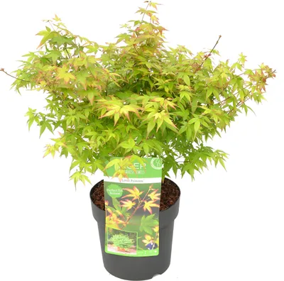A potted Japanese Maple tree with green and yellow leaves, presented against a white background with a product label.