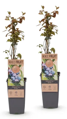 Image de Green boutiQ - Arbre fruitier - Vaccinium corymbosum Jersey - Myrtille - Rustique - Myrtille bleue - 2 plants - Pot de 15 cm - Hauteur 50 cm