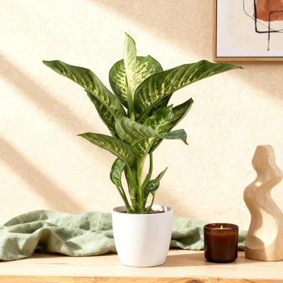 Produktbild von Green boutiQ - Zimmerpflanzen - Diefenbachia Tropic Snow - Dieffenbachia - Wenig Pflege - mit Potter Weiß - Bunt - 1 Pflanze - mit Potter Weiß - Topf 21cm - Höhe 90-100cm