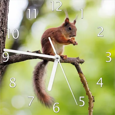 Produktbild von Wallario Design Wanduhr Eichhörnchen auf einem Ast aus Echtglas, Größe 20 x 20 cm