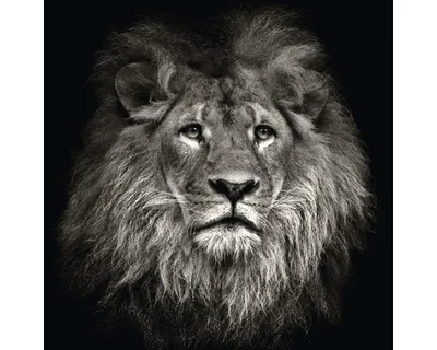 Produktbild von Leinwandbild Lion Head 40x40 cm