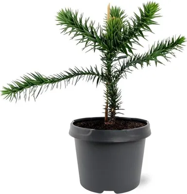 Zdjęcie produktu dla Jodla chilijska - Jodla andyjska - Araucaria araucana - Sadzonka w doniczce 19 cm