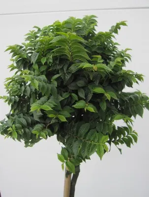 Produktbild von Hochstamm Ulme Jacqueline Hillier - Ulmus hollandica - Stamm 80cm + Krone