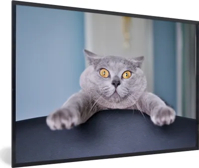 Produktbild von MuchoWow® MuchoWow® Gerahmtes Poster Katze - Angst - Stuhl 90x60 cm - Poster mit zchwarzem Bilderrahmen - Fotorahmen - Foto-Plakat