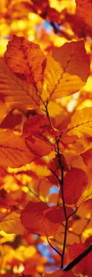 Produktbild von Bäume Kunstdruck Bild - Goldenes Herbstlaub (91 x 30 cm)