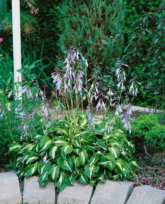 A hosta plant with variegated leaves and purple flowers is planted in a garden bed bordered by stones.