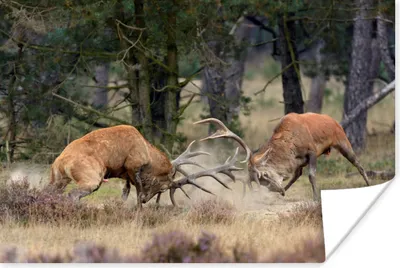 Produktbild von MuchoWow® Poster Hirsche - Geweihe - Wald 60x40 cm - Schlafzimmerdekoration