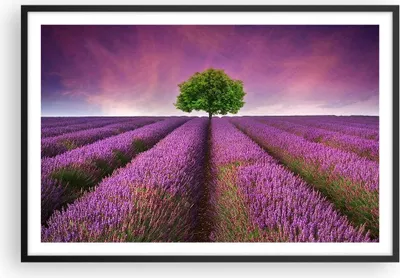 Produktbild von Gerahmtes Poster - Schwarzer Rahmen - Wiese lavenda Sommer Landschaft - 91,5x61 cm - Wand Bild - Wanddeko - Wandbilder - Wandposter - Bilderrahmen - Bilder - Kunstdruck - Wandbild - P2BAA91x61-2605