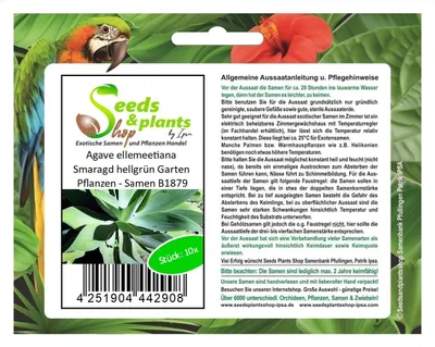 Produktbild von 10x Agave ellemeetiana Smaragd hellgrün Garten Pflanzen - Samen B1879