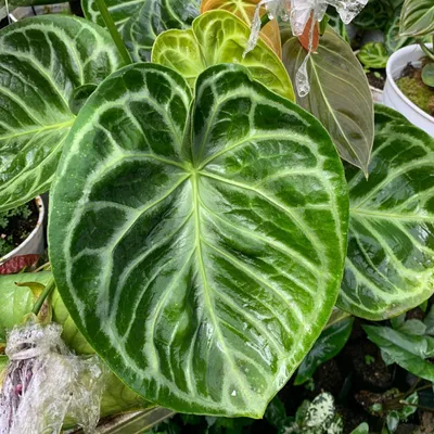 Obrázok produktu pre Anthurium (Anthurium crystallinum 'Dorayaki') – 1 vyklíčené semeno