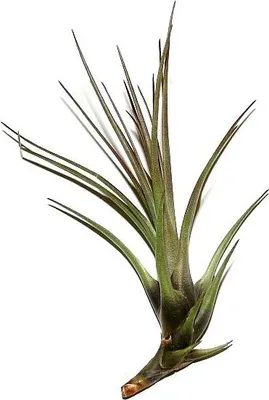 Produktbild von 1 Tillandsia pohliana, Tillandsien für Terrarien, Aufsitzerpflanzen