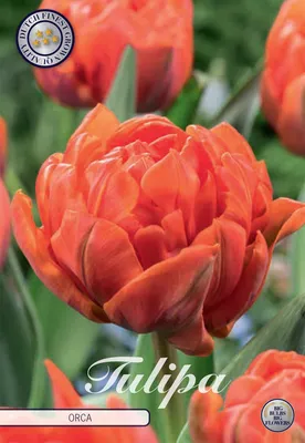 Artikelbild 2 von 'Tulpe Orca (7 Stück)' aus der Kategorie Tulpenzwiebeln