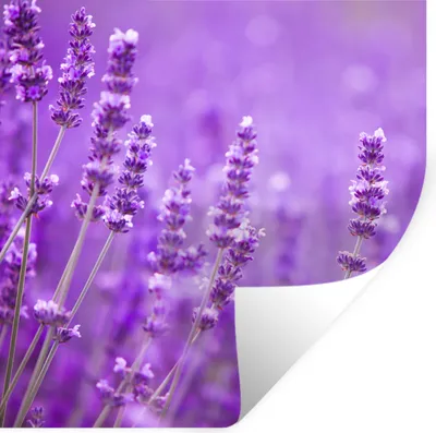 Produktbild von MuchoWow® Wandtattoo Wandsticker Wandaufkleber Lavendel - Nahaufnahme - Blumen - Lila 100x100 cm Selbstklebend und Repositionierbar - Wierderverwendbar - Selbstklebend