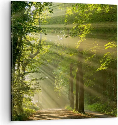 Produktbild von Bild auf Leinwand - Leinwandbild - Wald Baum Natur - 50x50cm - Wand Bild - Wanddeko - Wandbilder - Leinwanddruck - Bilder - Kunstdruck - Wanddekoration - Leinwand bilder - Wandkunst - AC50x50-3661