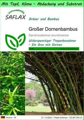 Produktbild von SAFLAX Garden to go - Großer Dornenbambus - Dendrocalamus arundinacea - 50 Samen - Mit Topf, Klima - Deckel und Anzuchtsubstrat