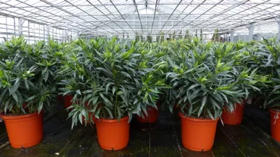 Produktbild von Oleander 80 - 90 cm Busch Nerium Rosenlorbeer Premium rot, rosa oder weiß