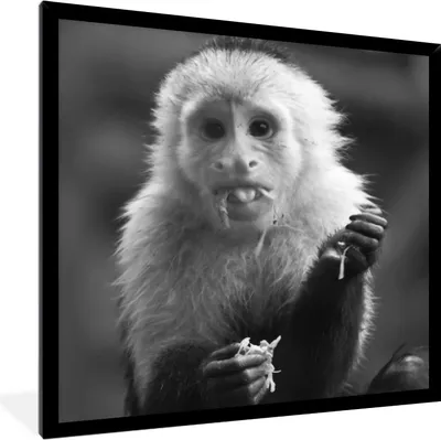 Produktbild von MuchoWow® MuchoWow® Gerahmtes Poster Fruchtfressendes Kapuzineräffchen in Costa Rica in Schwarz und Weiß 40x40 cm - Poster mit zchwarzem Bilderrahmen - Mit Rahmen - Wanddekoration Schlafzimmer