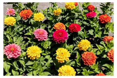 Produktbild von 500 Samen Zinnien in bunter Mischung für Garten, Beet, Balkon und Kübel