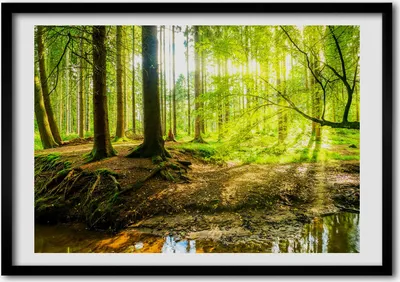 Produktbild von Bild - Bilder - Bilderrahmen - 70 cm x 50 cm - MDF-Rahmen, Wandkunst Sonnenstrahlen Wald