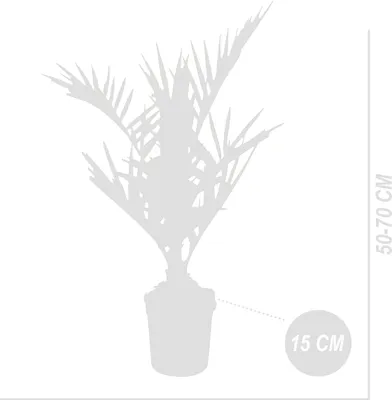 Image de Bloomique - Phoenix Canariensis - Palmier des Canaries - Palmier rustique - Plantes de jardin - Hauteur 50-70 cm - Pot 15 cm
