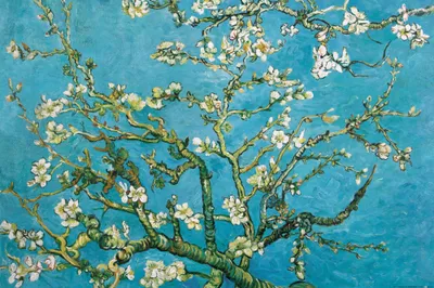Obrázek produktu pro Vincent Van Gogh Art Print Obraz - Kvetoucí větve mandloní, 1890 (80 x 120 cm)