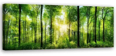 Immagine prodotto di Stampa su tela, Il sole in una foresta - 90x30