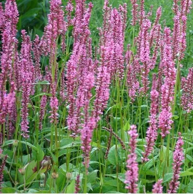 Produktbild von 6 x Kerzenknöterich - Persicaria amplexicaulis 'Early Pink Lady' | Topf 9cm x 9cm