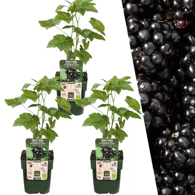 Produktbild von Plants by Frank | 3 Brombeerpflanzen 100% Biologisch | Rubus Fruticosus | Brombeerstrauch | Obstgarten | Gemüsegarten | Gartenpflanzen