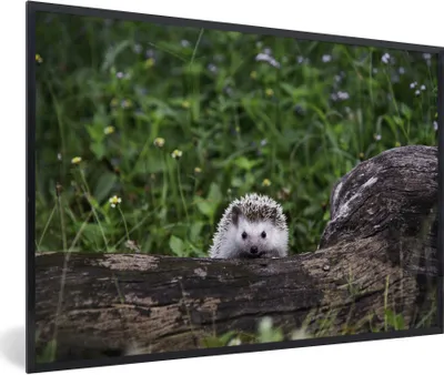 Produktbild von MuchoWow® Gerahmtes Poster Kleiner Igel auf Baumstamm 90x60 cm - Poster mit Schwarzem Bilderrahmen Wandposter Rahmen Foto Bilder - Fotorahmen - Foto-Plakat