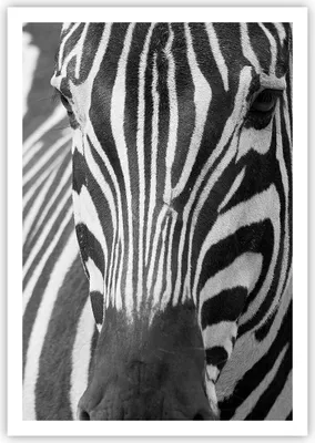 Produktbild von Poster - Poster ohne Rahmen - Tiere Zebra gestreift - 70x100 cm - Wand Bild - Wanddeko - Wandbilder - Kunstposter - Wandposter - Bilder - Kunstdruck - Wanddekoration - Wandbild - P2XPA70x100-2254