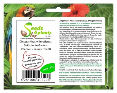 Produktbild von 10x Dinteranthus wilmotianus Sukkulente Garten Pflanzen - Samen B1208