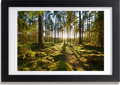 Produktbild von Bild 30x20 MDF-Rahmen, Wandkunst ein Kiefernwald