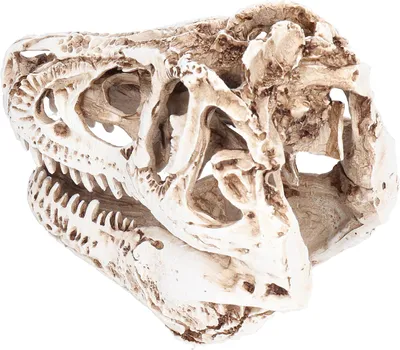 Image de Ornement crâne de dinosaure en résine Fournitures décoratives pour les fêtes de Noël Bars Nightclub